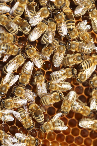 Bienenschwarm auf Waabe