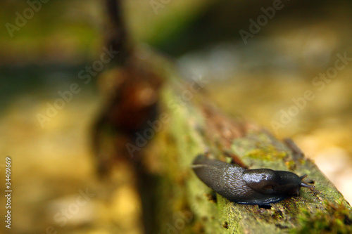Arion lusitanicus, snail without shell