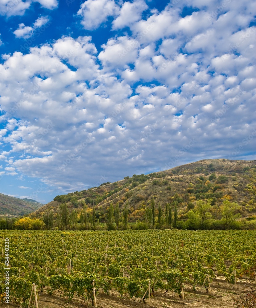 vineyard in a mountain valley