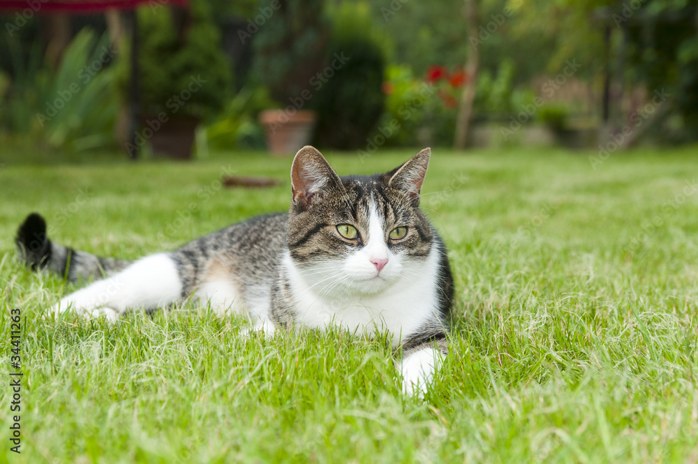 Obraz premium Kitty