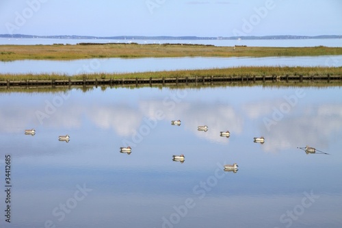 affût de chasseur et appelants sur le bassin d'arcachon