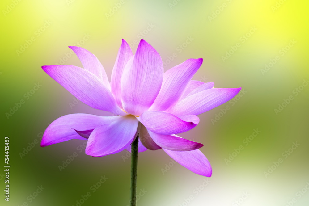 lotus lotus