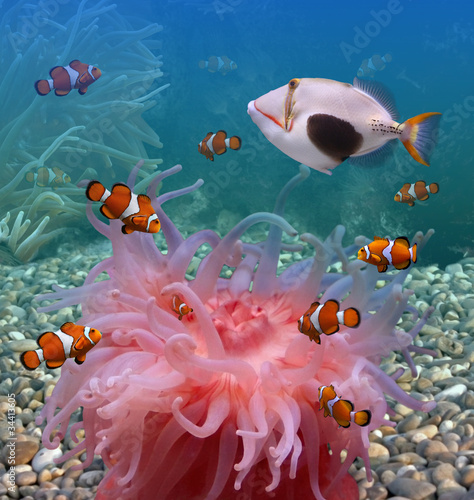 Tropical fishes