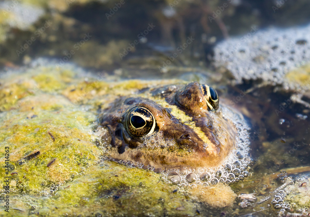 Obraz premium Frosch