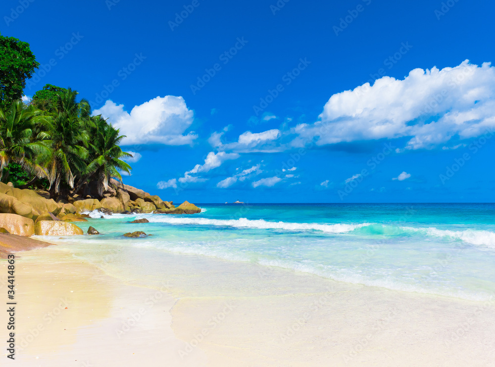 Naklejka premium Shore Palms Panorama