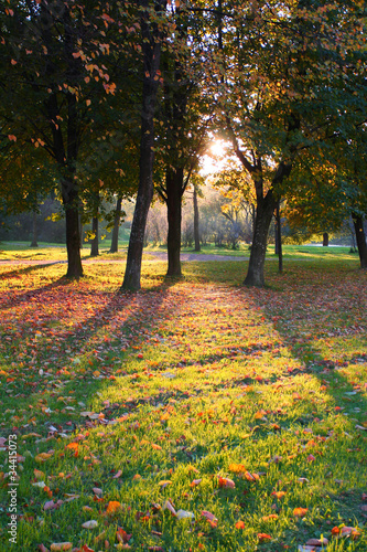 Landscape Lawn Trees