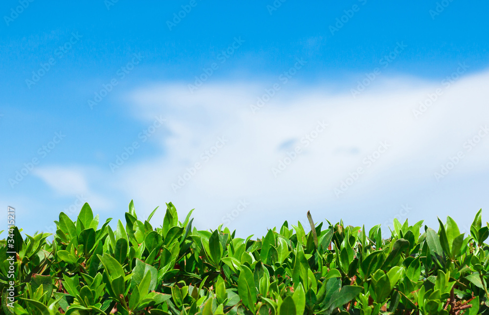 Macro Leaves Macro Leaves