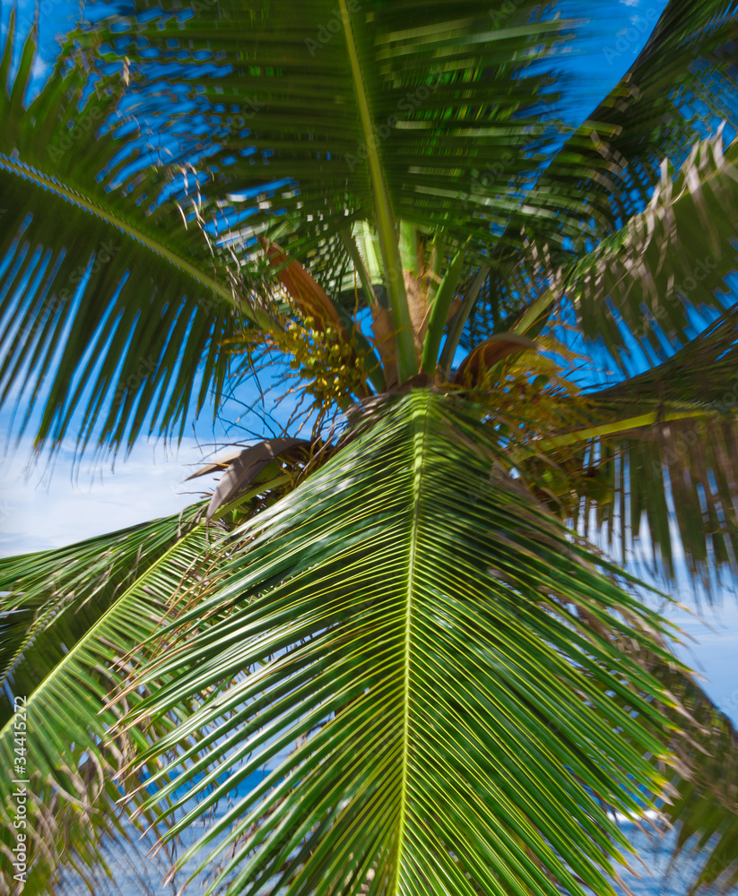 Palms Jungle Plants