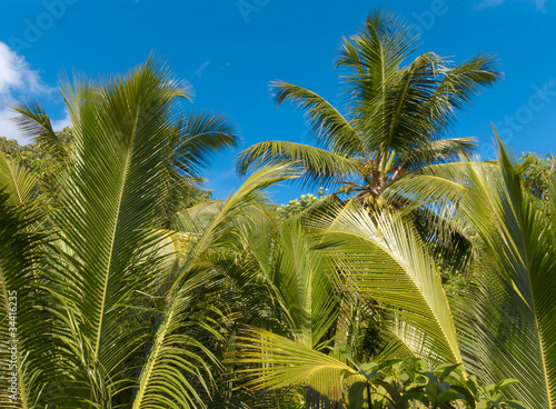 Plants Park Palms