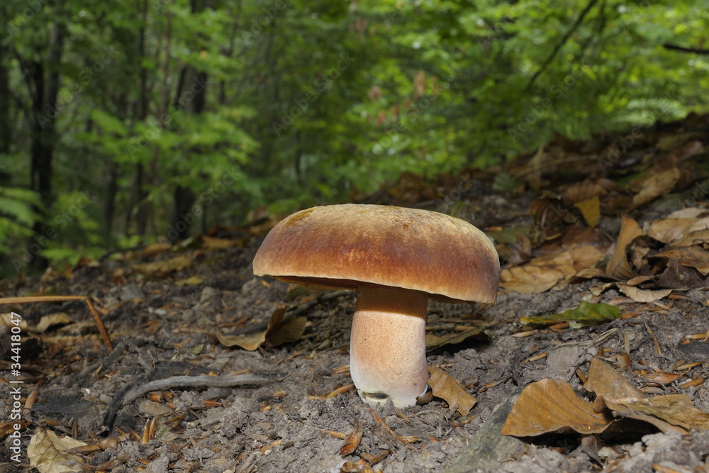Fototapeta premium Boletus erythropus