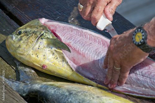 Dolfinfish photo