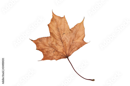 dry maple leaf