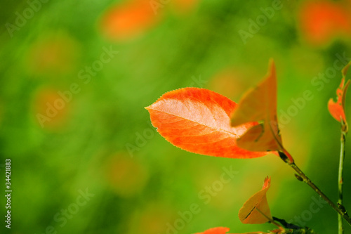 Red autumn leaves on green ...