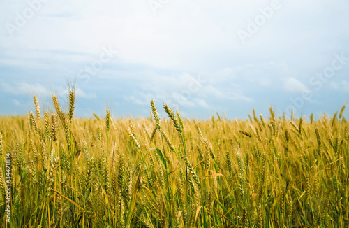 field of a golden wheat bef...