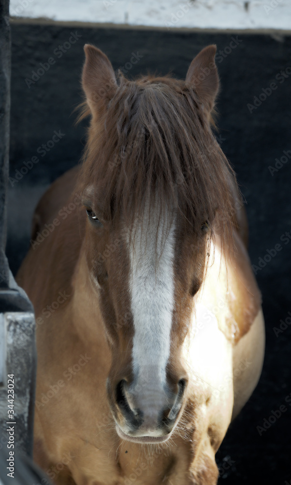 Obraz premium Horse in a Stable