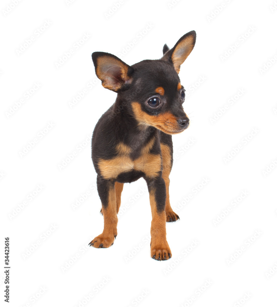 Russian toy terrier on a white background Russian toy terrier on a white background
