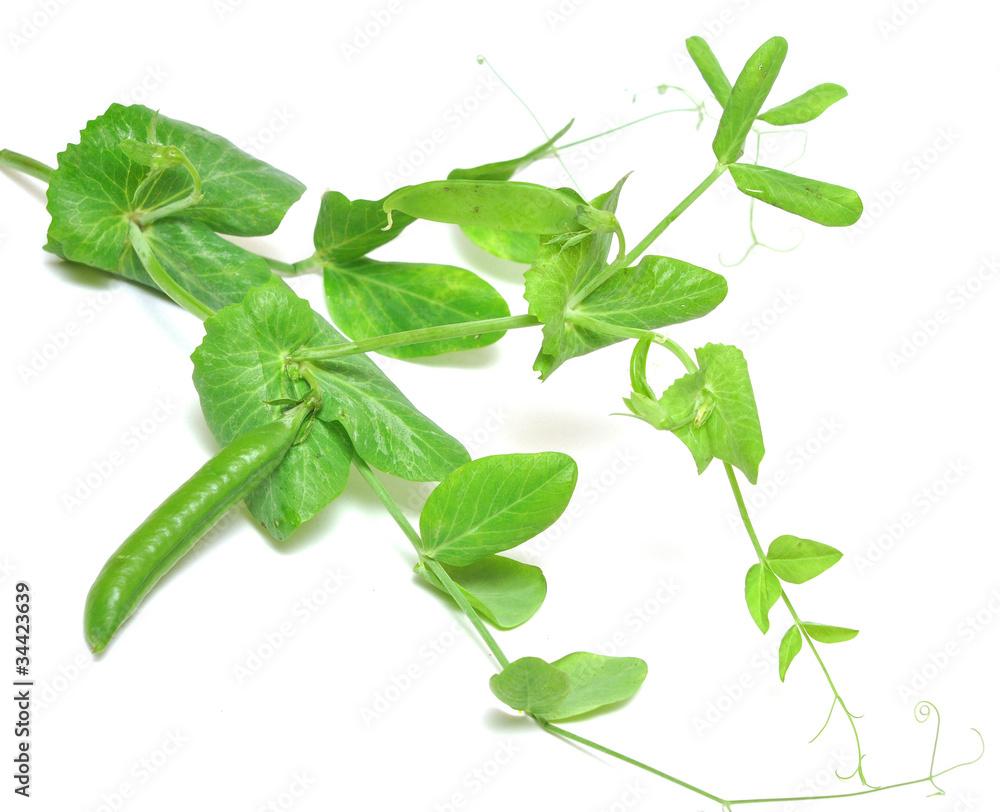 Obraz premium Fresh green peas