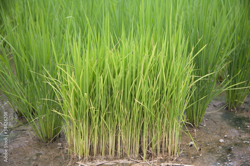 Fototapeta Naklejka Na Ścianę i Meble -  rice field