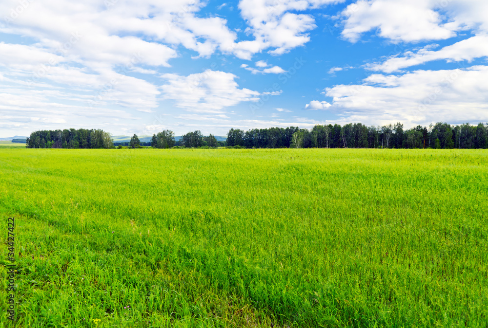 Summer landscape