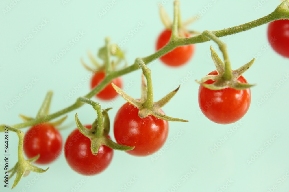 custom made wallpaper toronto digitalマイクロトマト