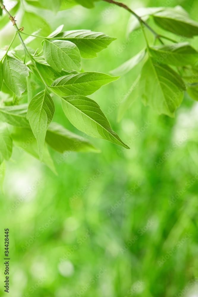 green leaves