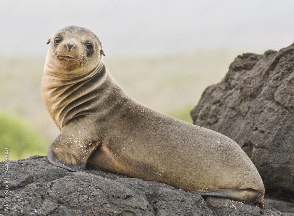 Fototapeta premium Young Sea Lion Looking at Camera