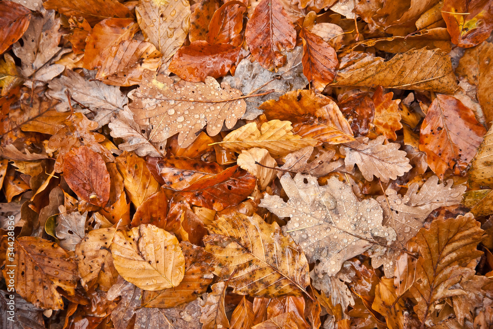 autumn texture