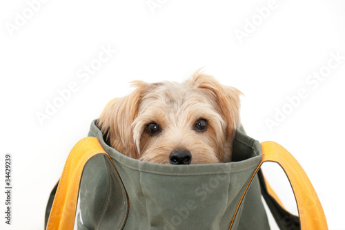 Fototapeta Naklejka Na Ścianę i Meble -  キャリーバッグに入った犬