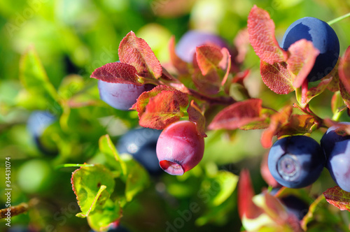 Slika na platnu Unripe bilberry