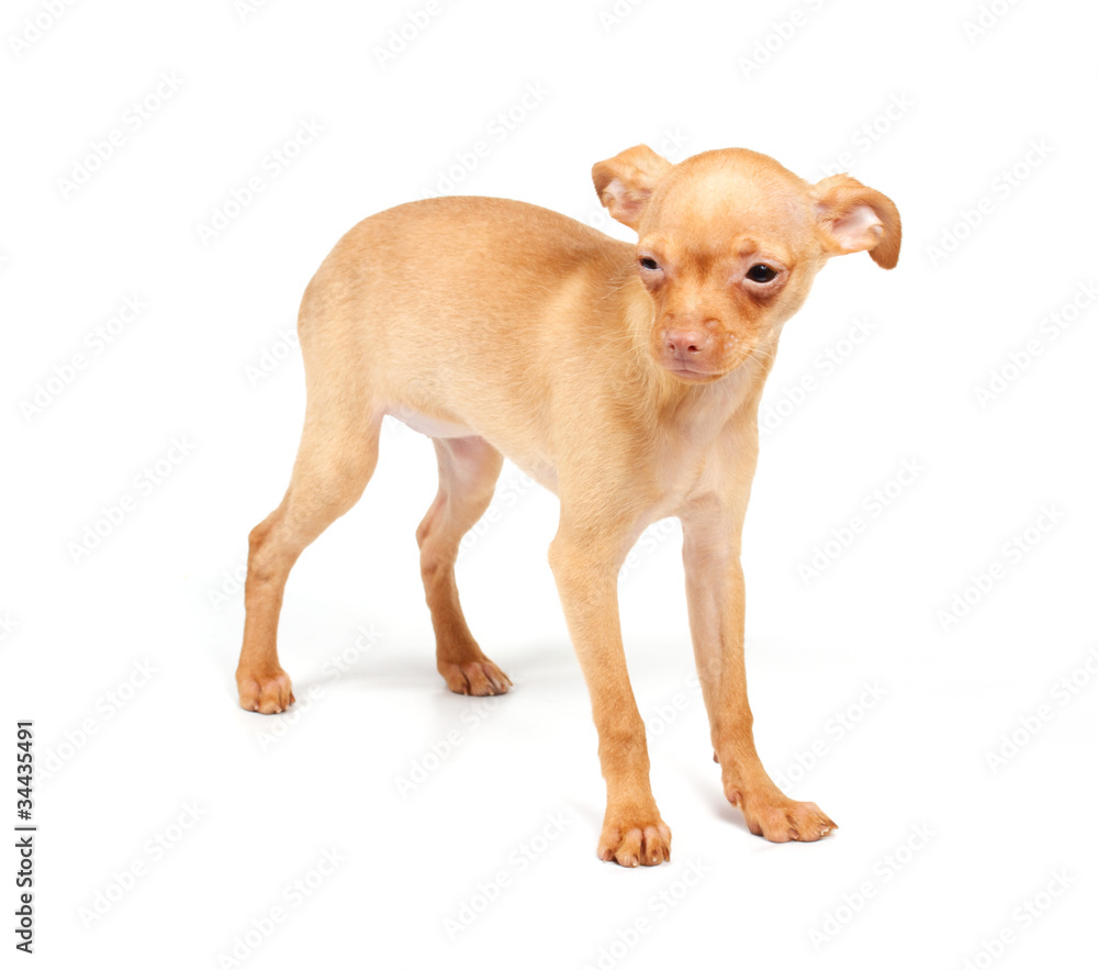 Funny puppy Chihuahua poses Funny puppy Chihuahua poses