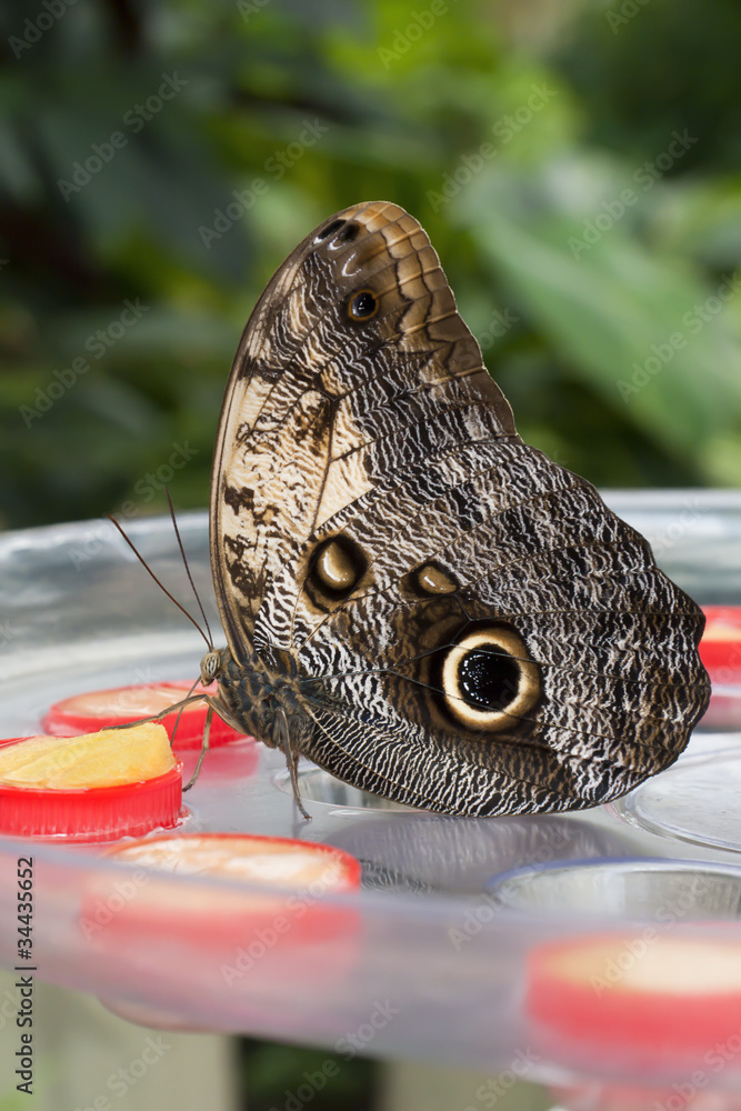 Fototapeta premium Mariposa Caligo Memmon