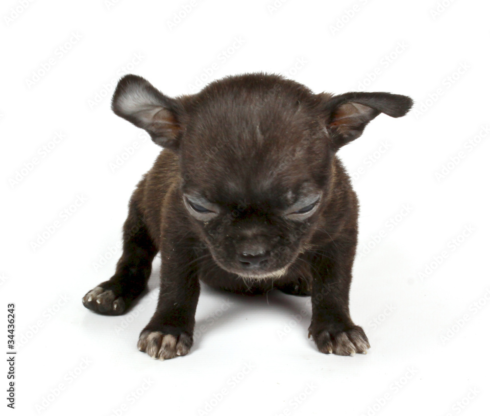 Fototapeta premium small chihuahua puppy