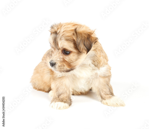 Fototapeta Naklejka Na Ścianę i Meble -  Funny puppy Chihuahua poses