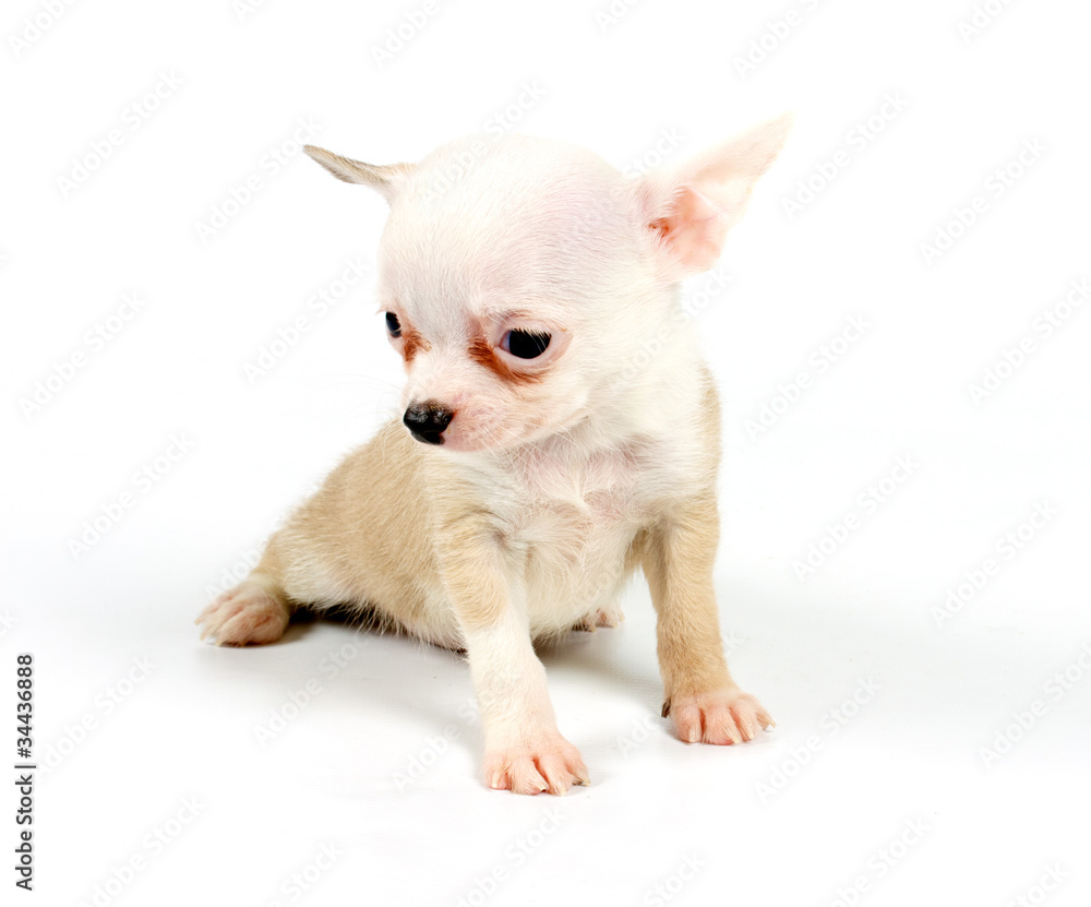 Funny puppy Chihuahua poses Funny puppy Chihuahua poses