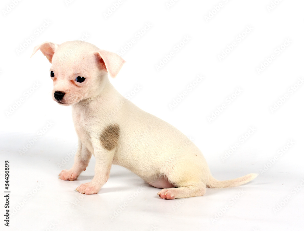 Funny puppy Chihuahua poses Funny puppy Chihuahua poses