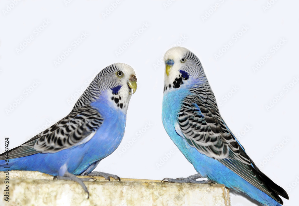 Fototapeta premium Wellensitt_6528