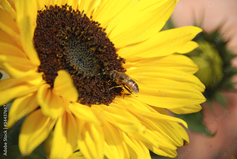 Fototapeta premium Bee and sunflower