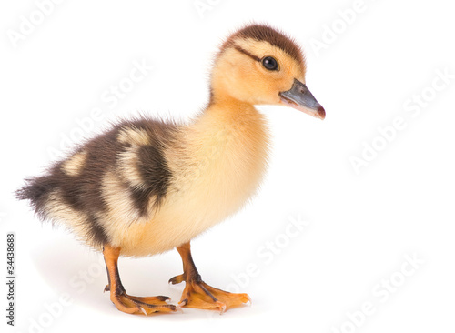 Fototapeta Brown baby duck