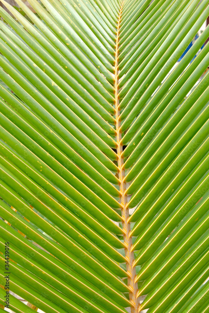 Green and yellow leaf of a palm tree Green and yellow leaf of a palm tree