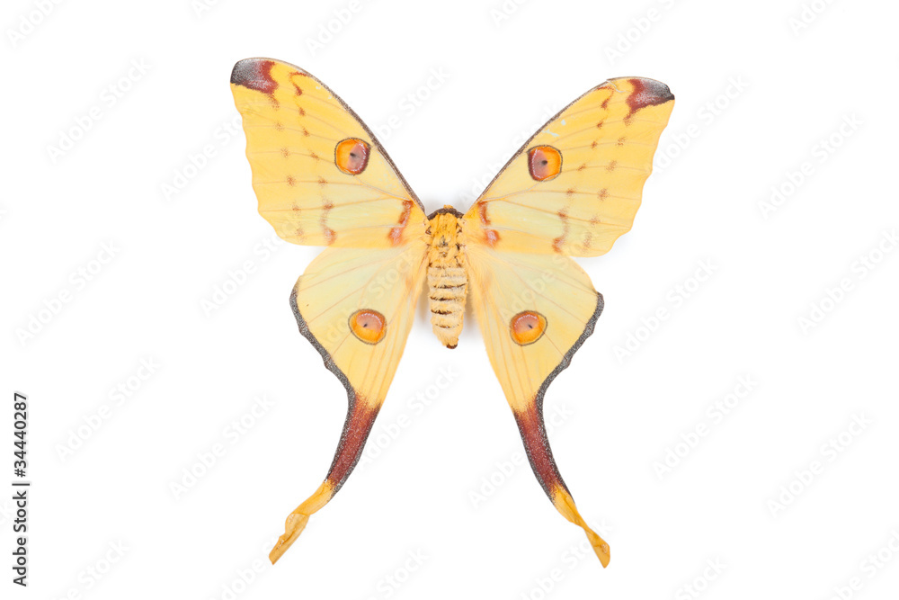 Yellow butterfly Atrgema mittrey isolated on white background Yellow butterfly Atrgema mittrey isolated on white background