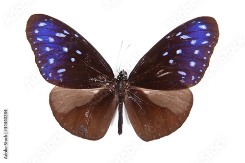Brown and blue butterfly Euploea mulciber isolated photo