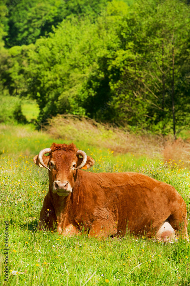 Limousin cows Limousin cows