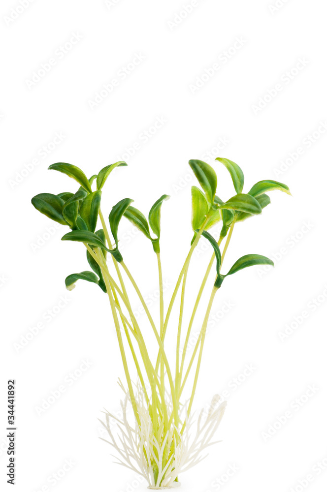 Nature concept - Seedlings on white Nature concept - Seedlings on white