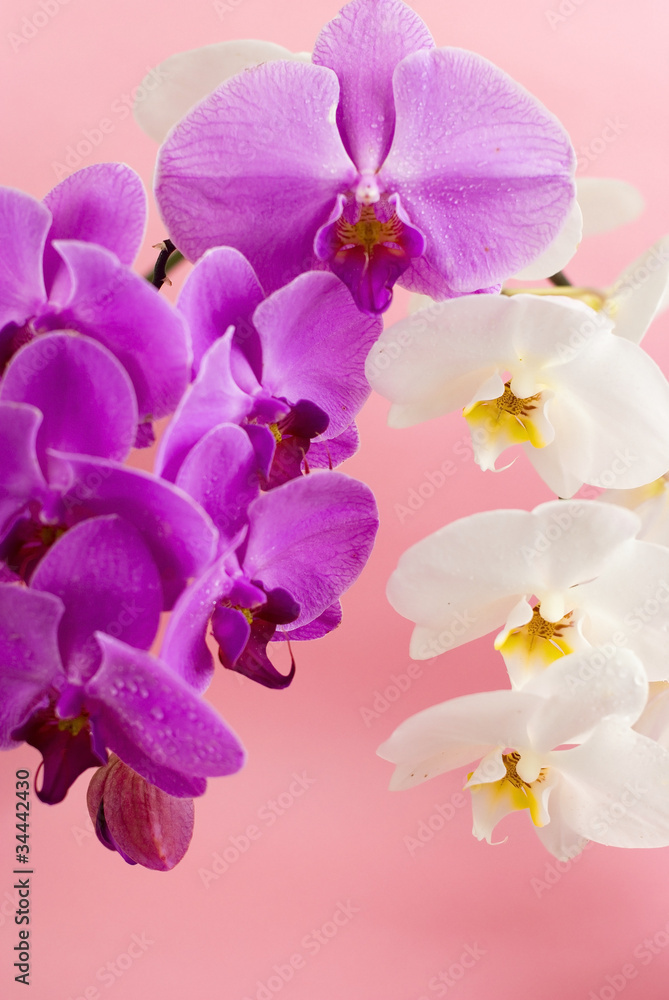 Obraz premium Purple and white orchid isolated on pink background