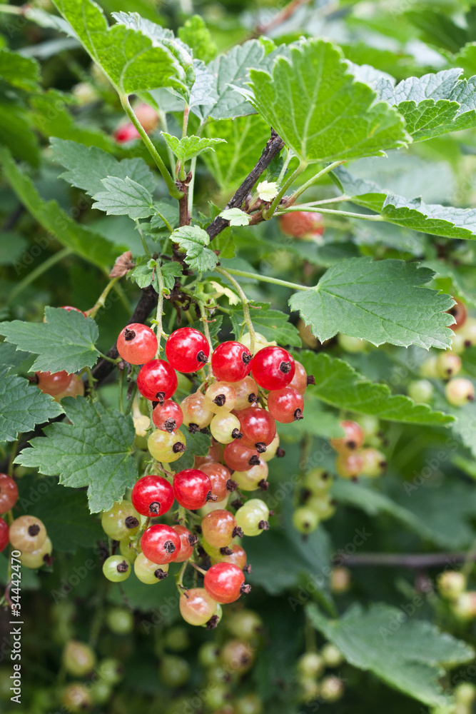 Red unripe currant on bush Red unripe currant on bush