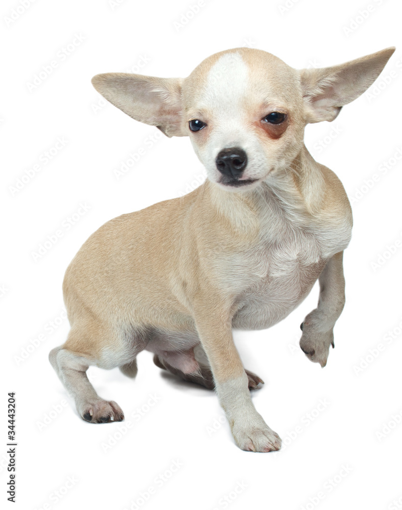 Obraz premium portrait of a cute purebred puppy chihuahua in front of white ba