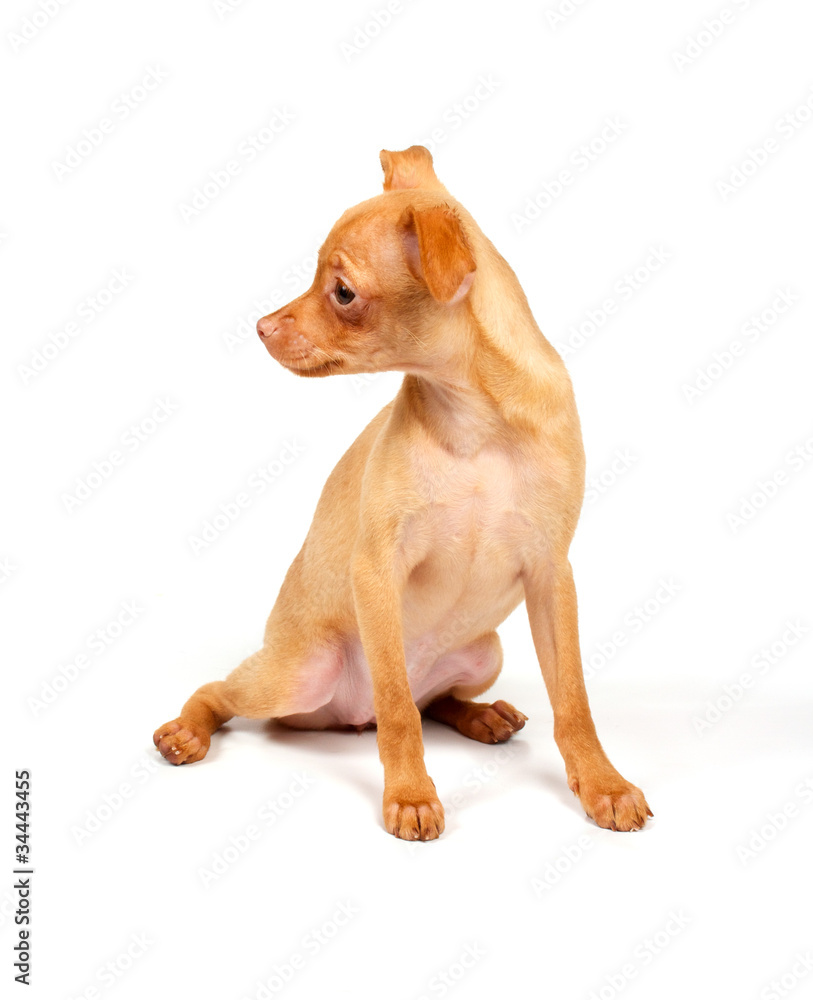 Funny puppy Chihuahua poses Funny puppy Chihuahua poses