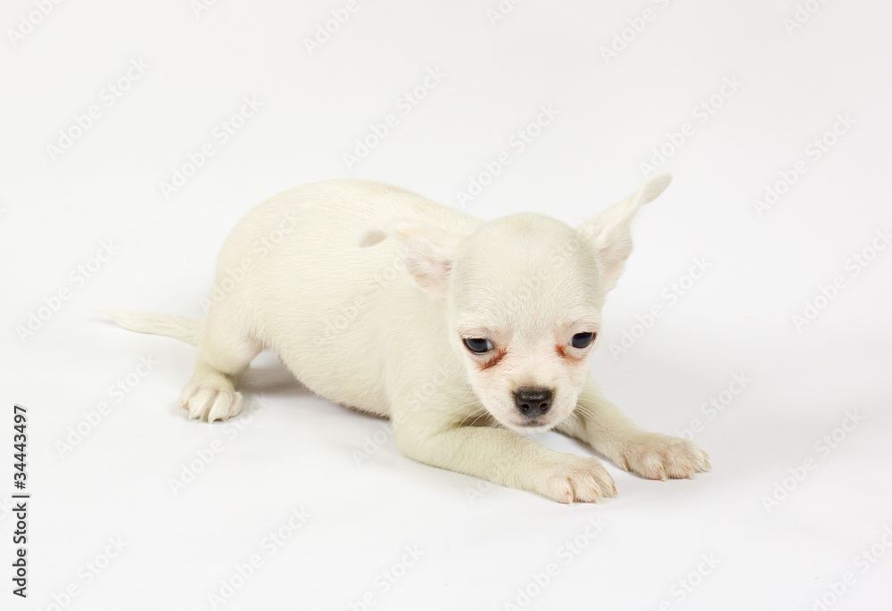 small chihuahua puppy