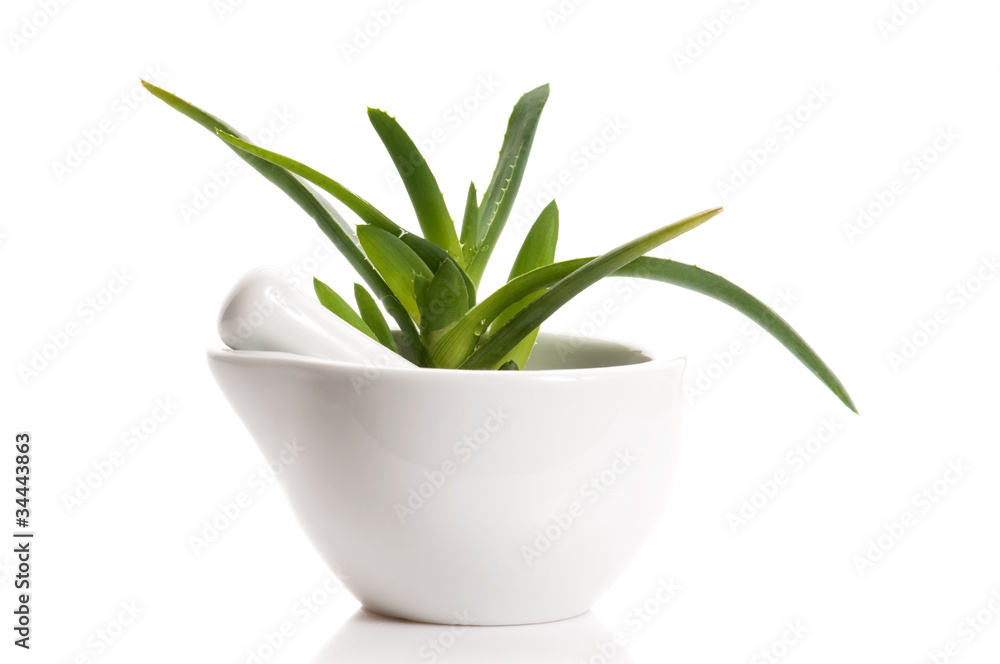 Aloe vera - herbal medicine Aloe vera - herbal medicine