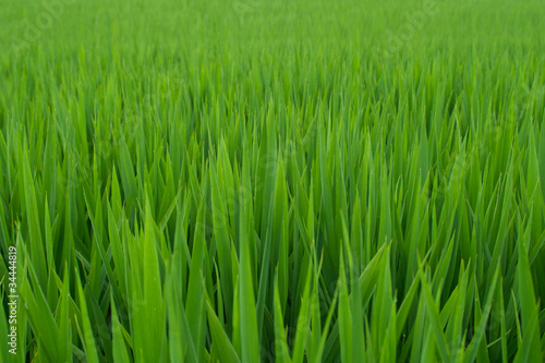 Rice seedlings